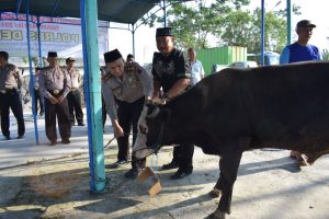 Polres Demak Sembelih 8 Ekor Sapi dan 6 Ekor Kambing