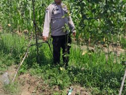 Bhabinkamtibmas Polsek Karanganyar Lakukan Pengecekan Lahan Ketahanan Pangan di Desa Binaan