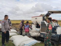 Dukung Ketahanan Pangan Nasional, Sinergitas TNI-Polri Sambangi Petani Yang Sedang Masa Panen Padi.