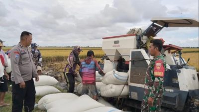 Dukung Ketahanan Pangan Nasional, Sinergitas TNI-Polri Sambangi Petani Yang Sedang Masa Panen Padi.