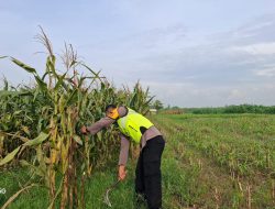 Polsek Karangawen wujudkan Ketahanan Pangan, Bhabinkamtibmas sambangi Kelompok Tani.